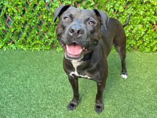 adoptable Dog in Royal Palm Beach, FL named FANNIE