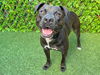 adoptable Dog in Royal Palm Beach, FL named FANNIE