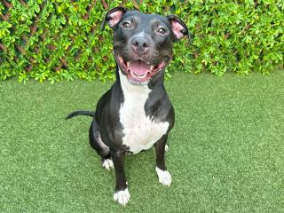 adoptable Dog in Royal Palm Beach, FL named HILLY