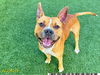 adoptable Dog in Royal Palm Beach, FL named HAMMIE