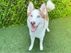 adoptable Dog in  named BRUNO
