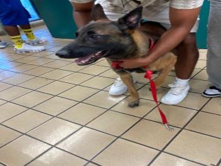 adoptable Dog in Royal Palm Beach, FL named JAX
