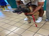 adoptable Dog in  named JAX