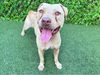 adoptable Dog in  named MARK
