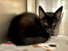 adoptable Cat in Royal Palm Beach, FL named REGGIE