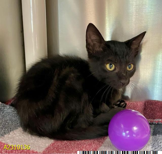 adoptable Cat in Royal Palm Beach, FL named HENRY