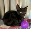 adoptable Cat in Royal Palm Beach, FL named HENRY