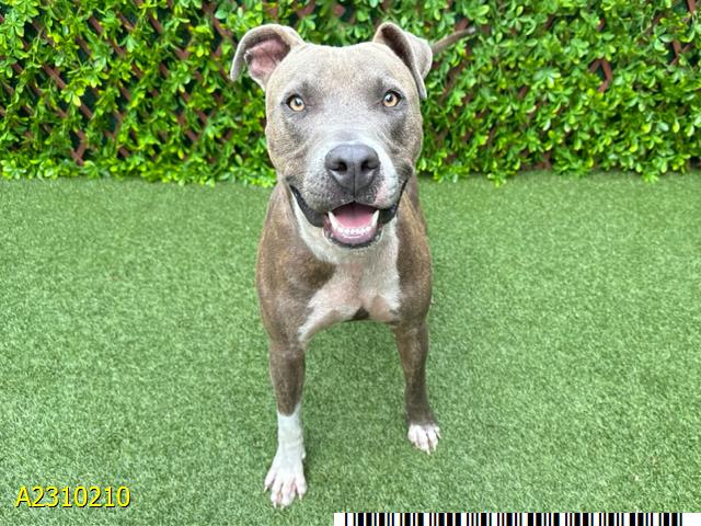 adoptable Dog in Royal Palm Beach, FL named BARRY BRUCE