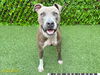adoptable Dog in royal palm beach, FL named BARRY BRUCE