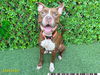 adoptable Dog in Royal Palm Beach, FL named ROXIE