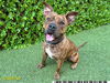 adoptable Dog in Royal Palm Beach, FL named FRANCINE