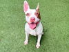 adoptable Dog in Royal Palm Beach, FL named PATCH ADAMS