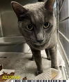 adoptable Cat in Royal Palm Beach, FL named FURY