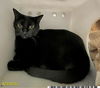 adoptable Cat in Royal Palm Beach, FL named WANDA