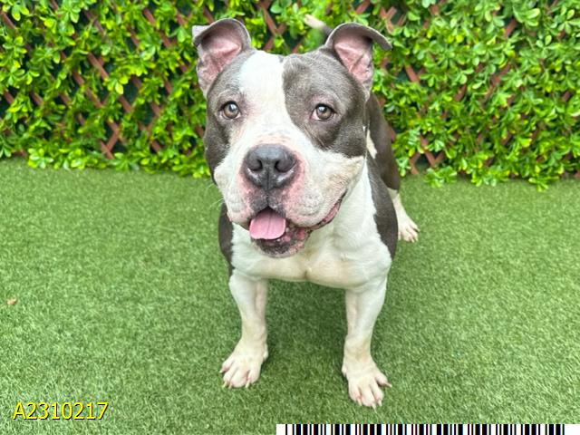 adoptable Dog in Royal Palm Beach, FL named ARMSTRONG