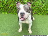 adoptable Dog in royal palm beach, FL named ARMSTRONG