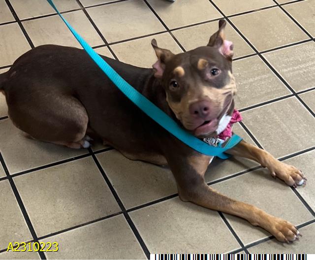 adoptable Dog in Royal Palm Beach, FL named BABY BELLE