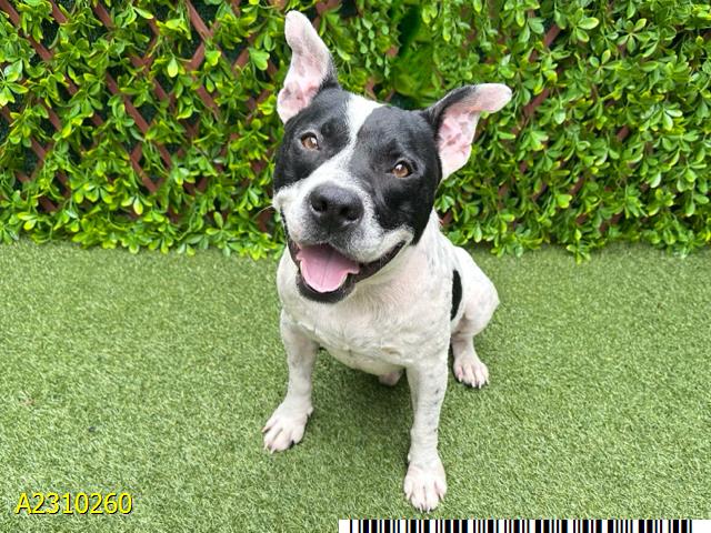 adoptable Dog in Royal Palm Beach, FL named STRIPE
