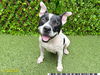 adoptable Dog in Royal Palm Beach, FL named STRIPE