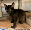 adoptable Cat in Royal Palm Beach, FL named RACER