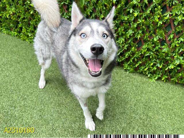 adoptable Dog in Royal Palm Beach, FL named RIANNA