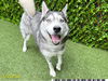 adoptable Dog in  named RIANNA
