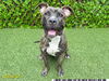 adoptable Dog in Royal Palm Beach, FL named DUDLEY