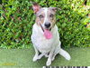 adoptable Dog in  named RAMON