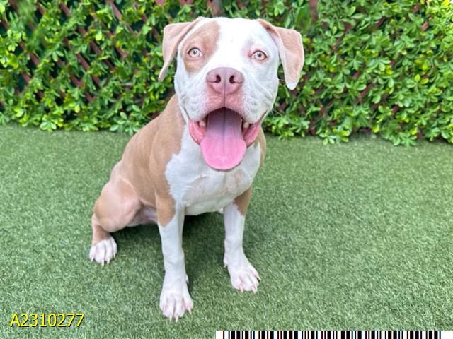adoptable Dog in Royal Palm Beach, FL named SILAS