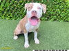 adoptable Dog in Royal Palm Beach, FL named SILAS