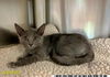 adoptable Cat in Royal Palm Beach, FL named LILA