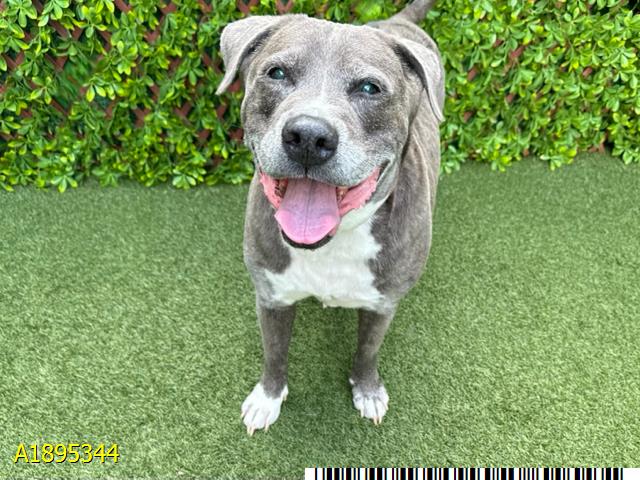 adoptable Dog in Royal Palm Beach, FL named COBY