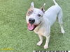 adoptable Dog in  named BUTTERSCOTCH