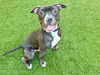 adoptable Dog in  named SPOT