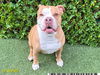 adoptable Dog in Royal Palm Beach, FL named CHUNK