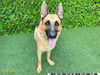 adoptable Dog in  named ROCKY