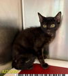 adoptable Cat in  named SKY