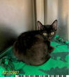 adoptable Cat in  named ROCKY