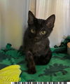 adoptable Cat in  named RUBBLE