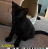adoptable Cat in  named CHARLOTTE