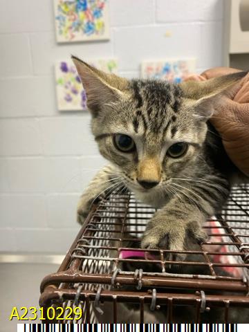 adoptable Cat in Royal Palm Beach, FL named GERALD