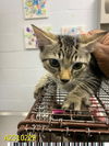 adoptable Cat in  named GERALD