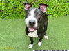 adoptable Dog in Royal Palm Beach, FL named TANGO