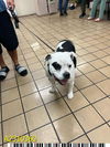 adoptable Dog in  named MARINA
