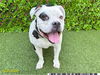 adoptable Dog in  named MARINA