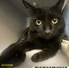 adoptable Cat in  named MR.UNIVERSE