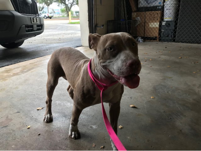 adoptable Dog in Royal Palm Beach, FL named SWEETIE