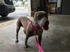 adoptable Dog in  named SWEETIE