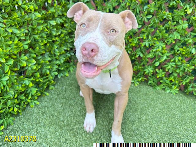 adoptable Dog in Royal Palm Beach, FL named SWEETIE