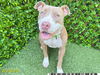 adoptable Dog in Royal Palm Beach, FL named SWEETIE
